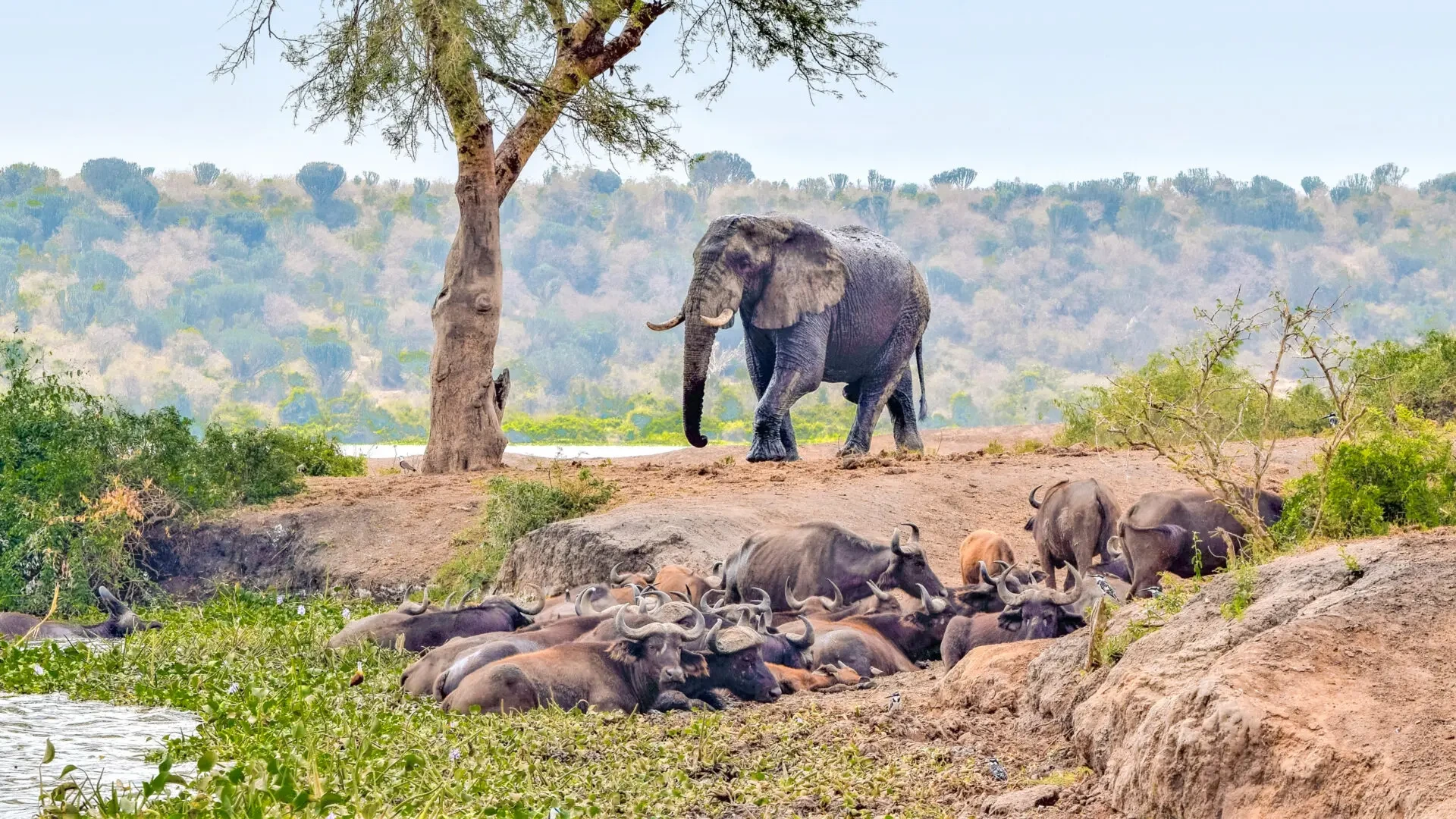6 Days Uganda Adventure Safari - Image - 10826